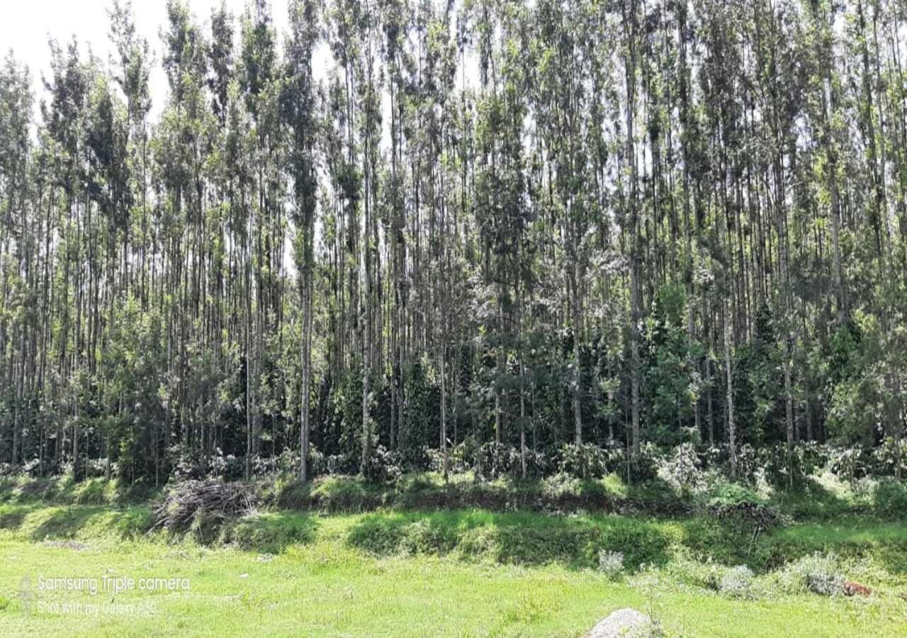 Coffee Safari Hotel Chikmagalur Bagian luar foto